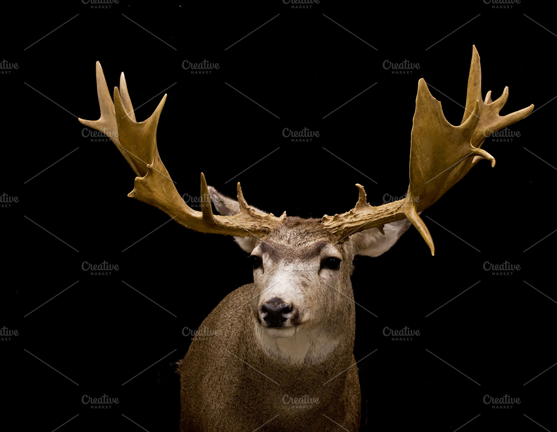 Reindeer featuring animal, picture, and photo