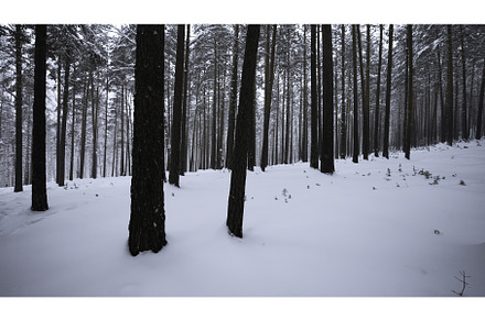 Beautiful view in wild winter forest, a Nature Photo by Media Whale Stock