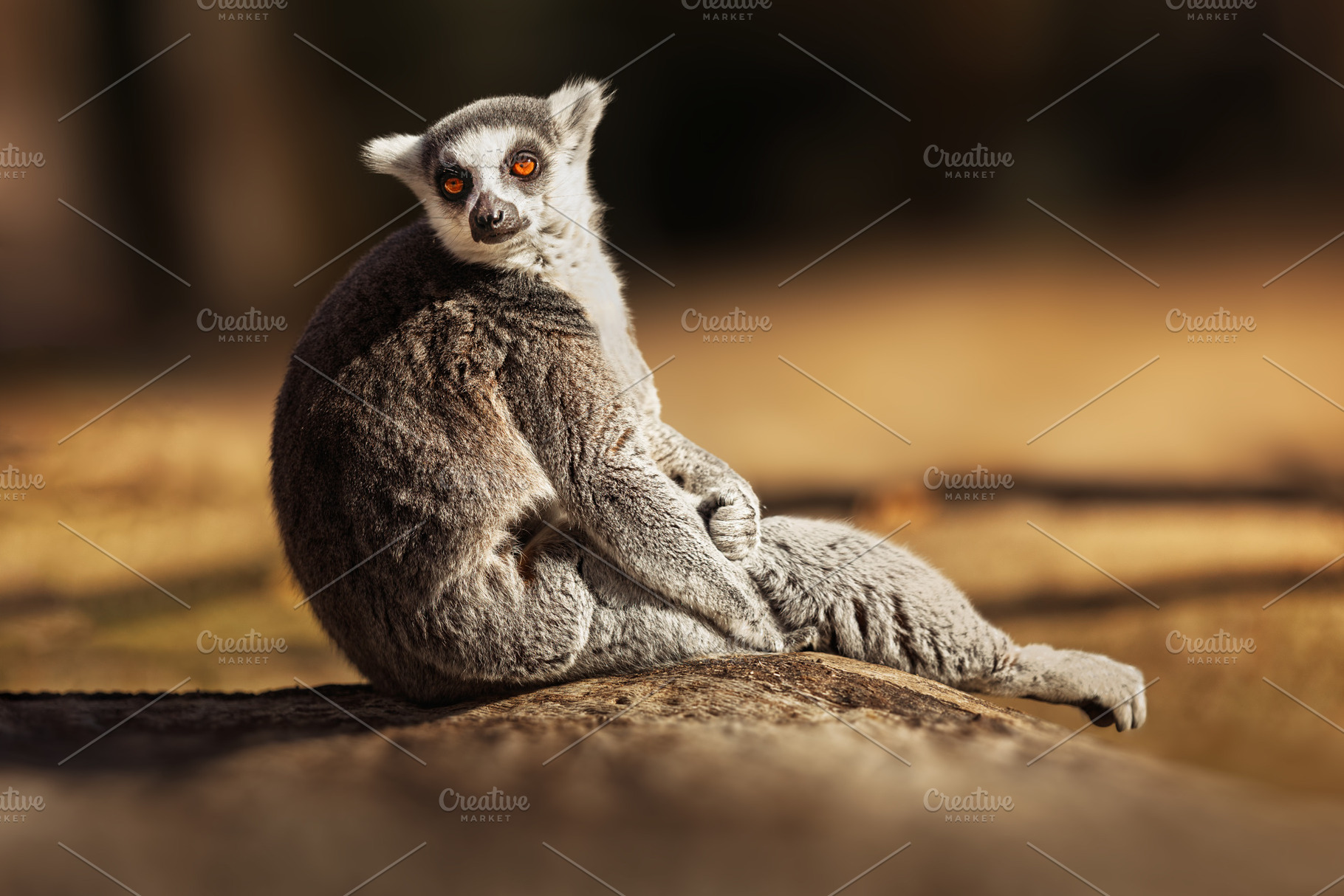 Ring-tailed lemur sitting in the sun, an Animal Photo by Perpis