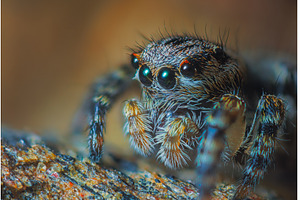 A Close-up picture of a Jumping, an Animal Photo by Lukas Jonaitis SHOP