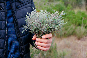 a man holds a bunch of wild thyme, a Photo by Nito