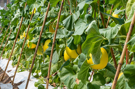 Yellow melon in plantation to harvest, a Nature Photo by yongkiet jitwattanatam