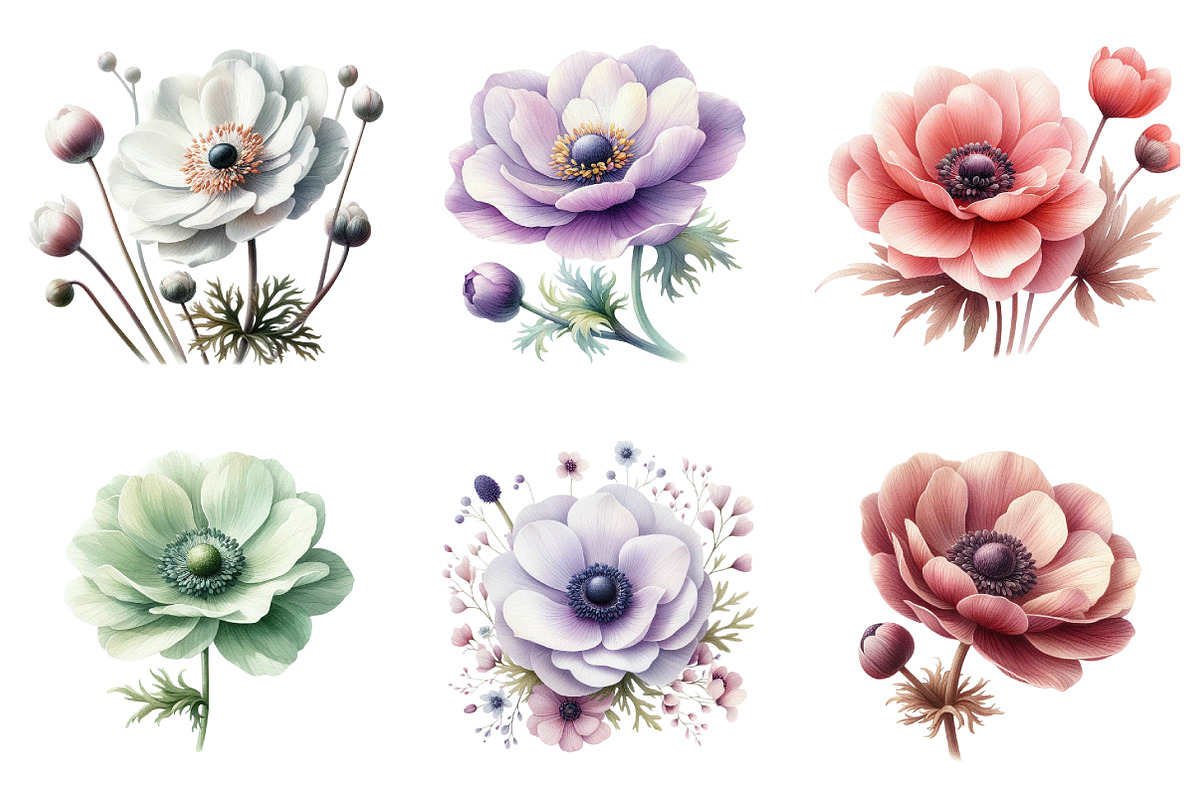 Anemone Flower Bloom Clipart, an Illustration by DreamArtGraphic (Photo 2 of 4)
