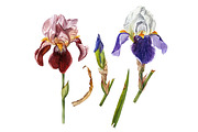 Irises set, a Decorative Illustration by Watercolor life (Thumbnail 2 of 6)