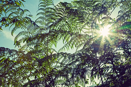 Iseeyouphoto forestgreen containing forest, trees, and nature preview 6