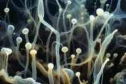 72 Microscopic Fungi Backgrounds, a Background Graphic by h.utomo (Thumbnail 38 of 72)