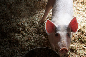 Piggy featuring pig, farm pig, and large pig