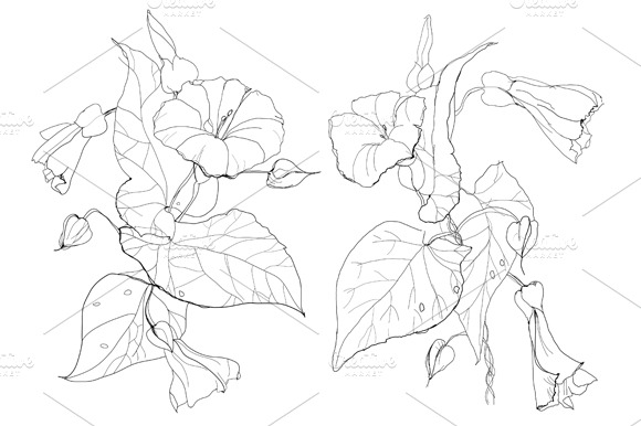 Bindweed flowers preview 2