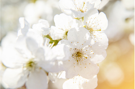 Flowering tree branches in spring, a Nature Photo by yanadjana