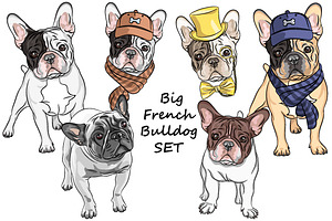 French Bulldog Collection