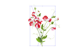 Vector Object Brushes. Sweet Pea.