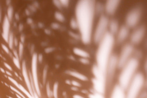 Shadows from fir tree branches., a Background Photo by rorygez fresh