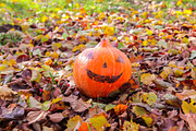 Rustic Pumpkin Garden, a Holiday Photo by pictures for you (Thumbnail 11 of 11)