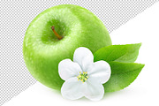 Isolated red apple and apple blossom, an Object Graphic by Fruits+Veggies (Thumbnail 3 of 4)