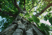 98 Trees view from below, a Nature Photo by Handmadefont (Thumbnail 12 of 98)