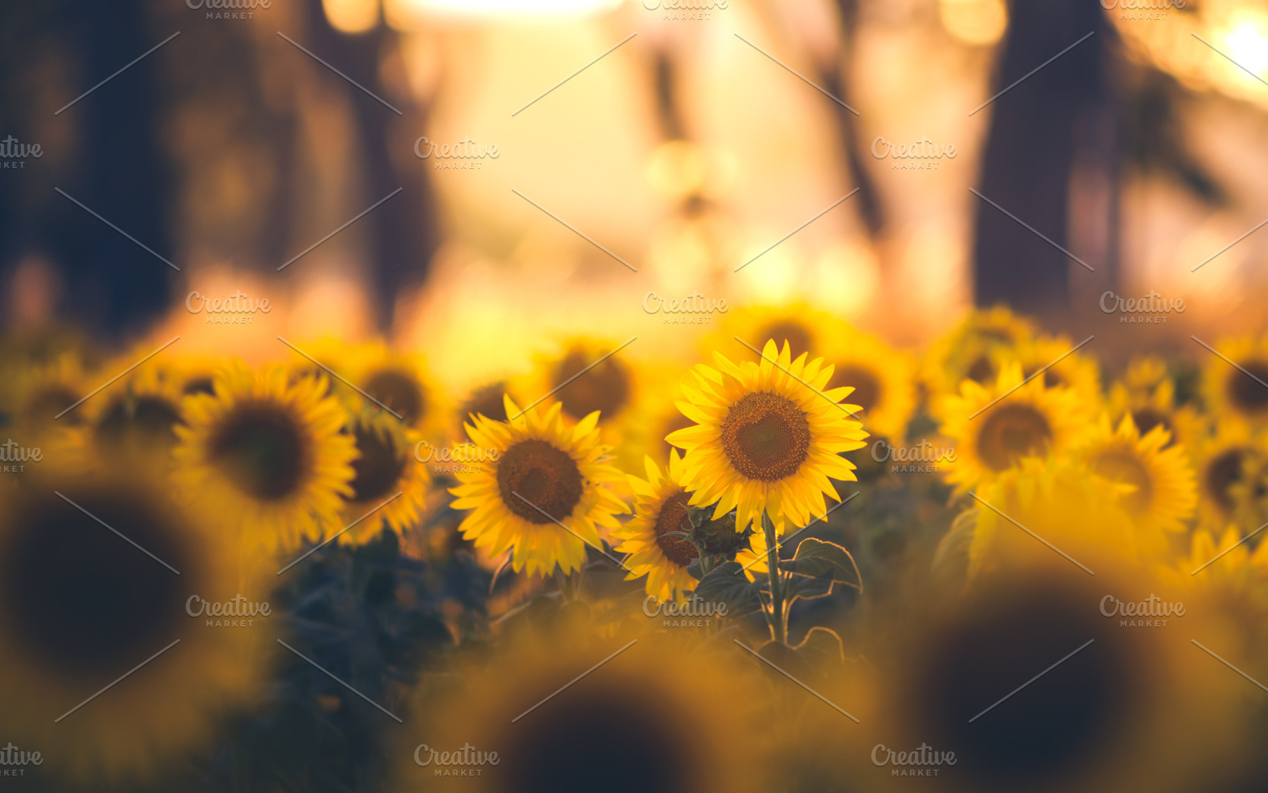 Sunflower field in the summer, a Nature Photo by Mark Borbely