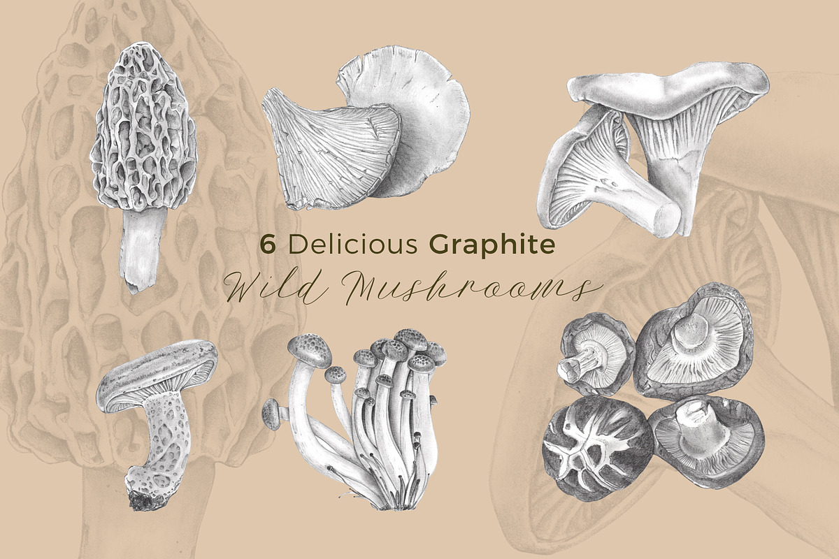 6 Graphite Gourmet Wild Mushrooms, a Food Illustration by Miriam Figueras (Photo 1 of 3)