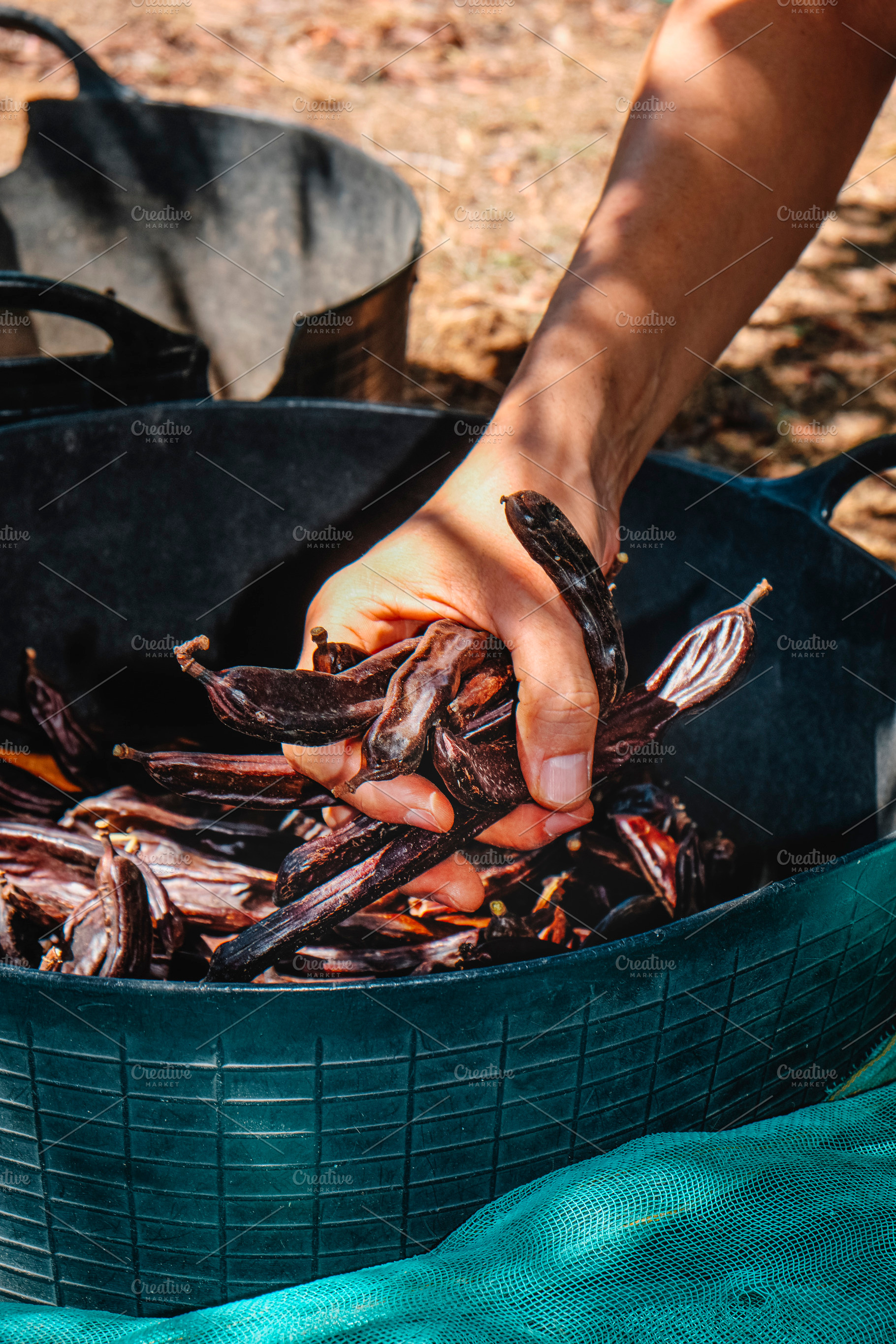 a farmer grabs harvested carob pods in Spain, a Photo by Nito