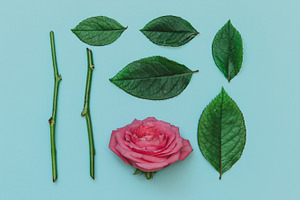 Rose's leaves layout featuring aerial, background, and beautiful