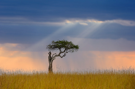 Beautiful landscape with acacia tree in the African savannah on, a Nature Photo by Byrdyak