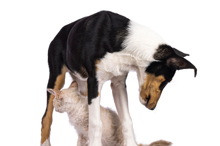 Cat and dog on white background, an Animal Photo by Cat'chy Images by Nynke
