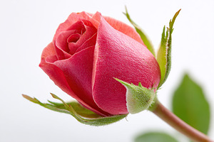 Elegantly blooming red rosebud showcasing delicate petals and vibrant color in, a Nature Photo by AlyaAnd