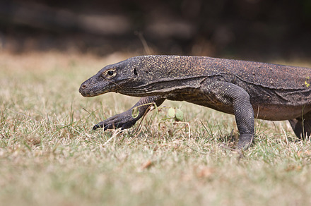 Komodo dragon stock photo containing animal and asia, an Animal Photo by Dmitry Islentyev