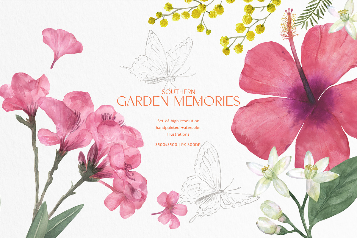 pressed-delicate-wild-meadow, a Decorative Illustration by beehouse studio (Photo 11 of 12)