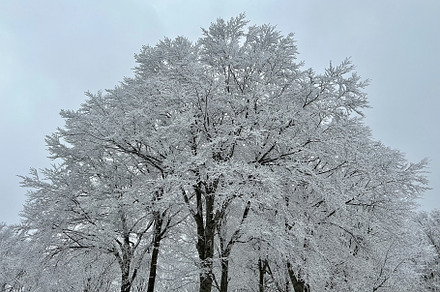 Tree covered in Snow 1, a Nature Photo by Artel Images
