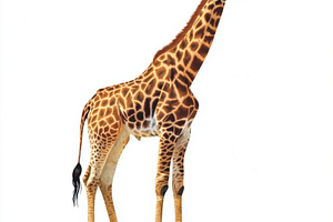 A Giraffe Stands Tall Against White, an Animal Photo by Pixeness Studio