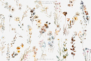 watercolor beige wildflower clipart, a Decorative Illustration by Patishop Art (Thumbnail 9 of 10)