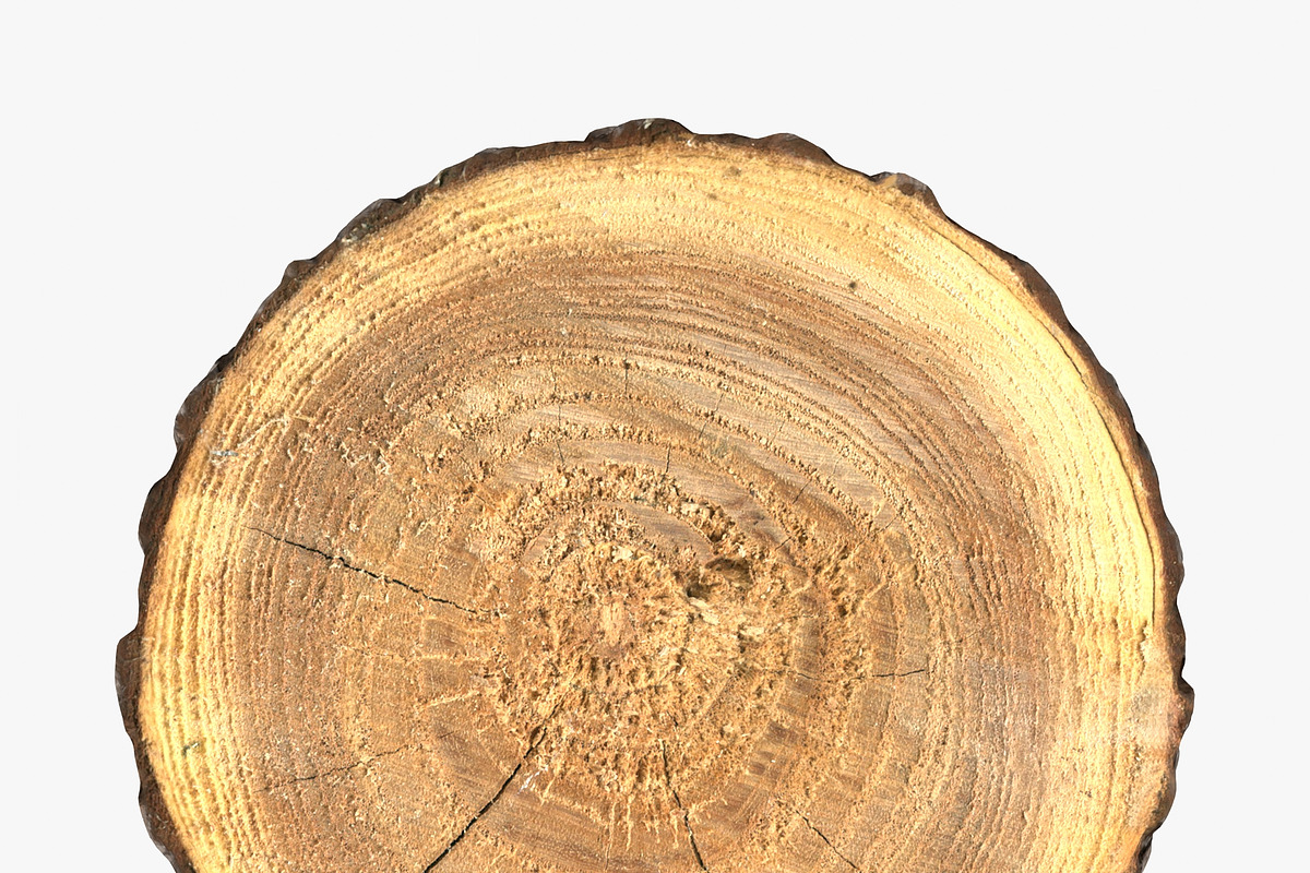 Wood Log Slice, an Environmental 3D Model by 3D_PikNik (Photo 5 of 15)