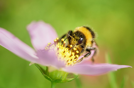 Bumblebee on a flower macro. Bumbleb, an Animal Photo by AlexBush