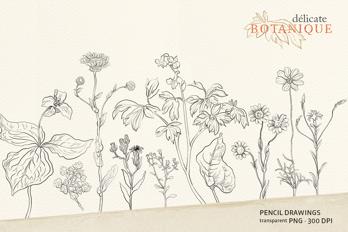 Pencil flowers | delicate drawings, an Illustration by GrafikBoutique (Photo 4 of 9)