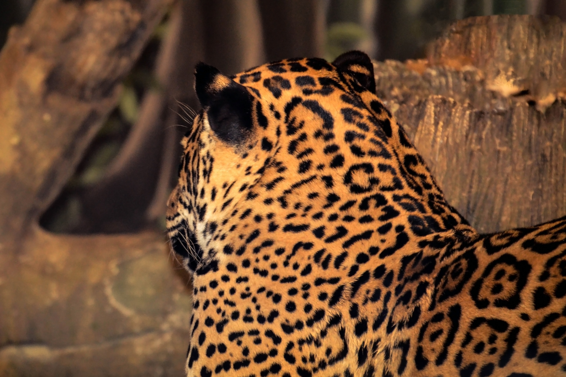 Jaguar laying down featuring jaguar, cat, and big cat, an Animal Photo by Vanilla Extinction