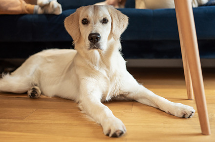 Golden Retriever lying on the floor, an Animal Photo by Olena Rudo