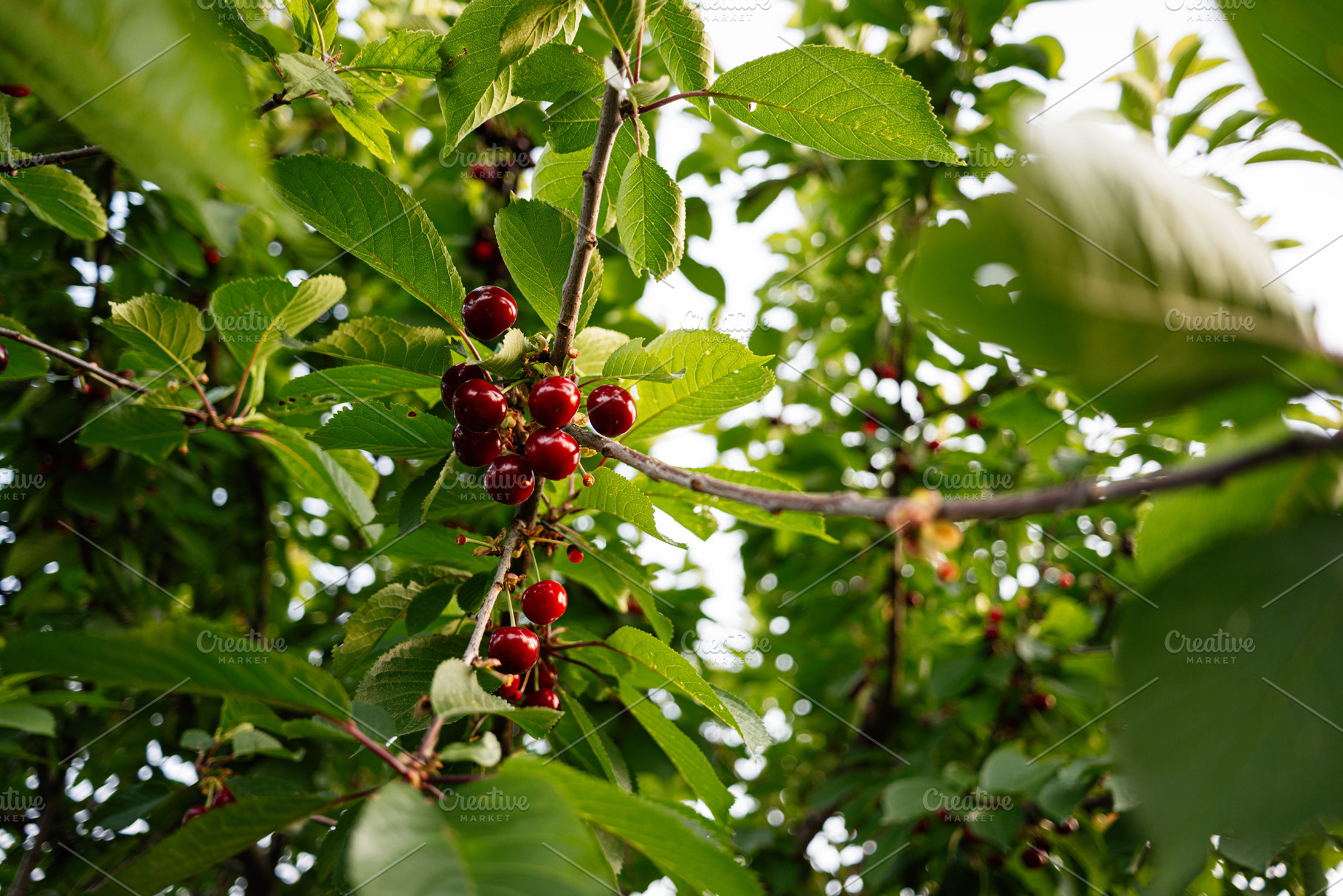 Close-up of red cherries on a tree branch surrounded by green leaves, a Photo by AS photostudio