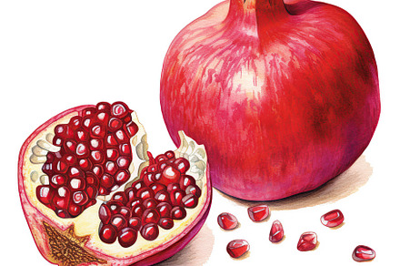 Illustration of pomegranate fruits on white background, a Food & Drink Photo by AlyaAnd