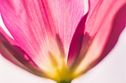iseeyouflower cosmos preview 6