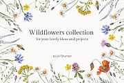 Meadow Botany. Watercolor Floral Set, a Healthcare Illustration by JulShuman (Thumbnail 11 of 11)