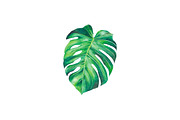 Watercolor Tropical Leaves Clipart, an Object Illustration by Awieee1 (Thumbnail 3 of 3)