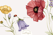 Watercolor Botanical Wildflowers Set, a Decorative Illustration by Carol Lozove (Thumbnail 12 of 36)