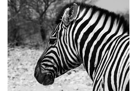 Zebra portrait in black and white stock photo containing sitting and portrait, an Animal Photo by pytyczech