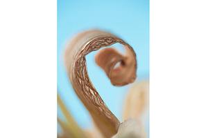 Dried Lily Leaf's Gentle Unfurling, a Nature Photo by Rohan Photography