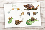 Snails Life Cycle Clip Arts & Print, an Animal Illustration by Tati Bordiu (Thumbnail 1 of 4)