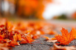 Vibrant orange autumn maple leaves, a Nature Photo by MistyDay