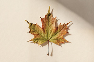 Autumn maple leaf on textured fabric, a Photo by rarrarorro
