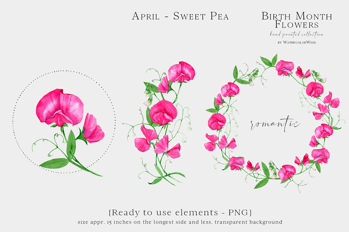 Sweet Pea Birth Month Flower Clipart, an Illustration by WatercolorWind (Photo 5 of 6)