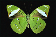 370+ Butterflies Cliparts, an Animal Illustration by Lilithcollageart (Thumbnail 4 of 8)