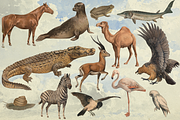 Rare! Meinhold Zoology Cliparts, an Object Graphic by Lilithcollageart (Thumbnail 7 of 11)